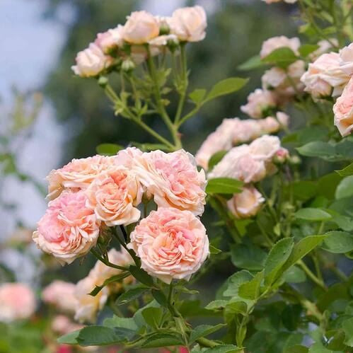 Rosa spp. Seeds – Cream Climbing