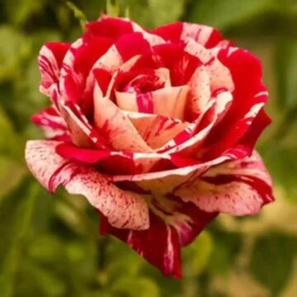 Rosa spp. Seeds – Cream Red Spirit
