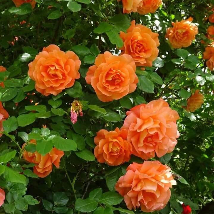Rosa spp. Seeds – Dark Orange Climbing