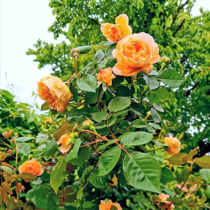 Rosa spp. Seeds – Dark Orange Climbing