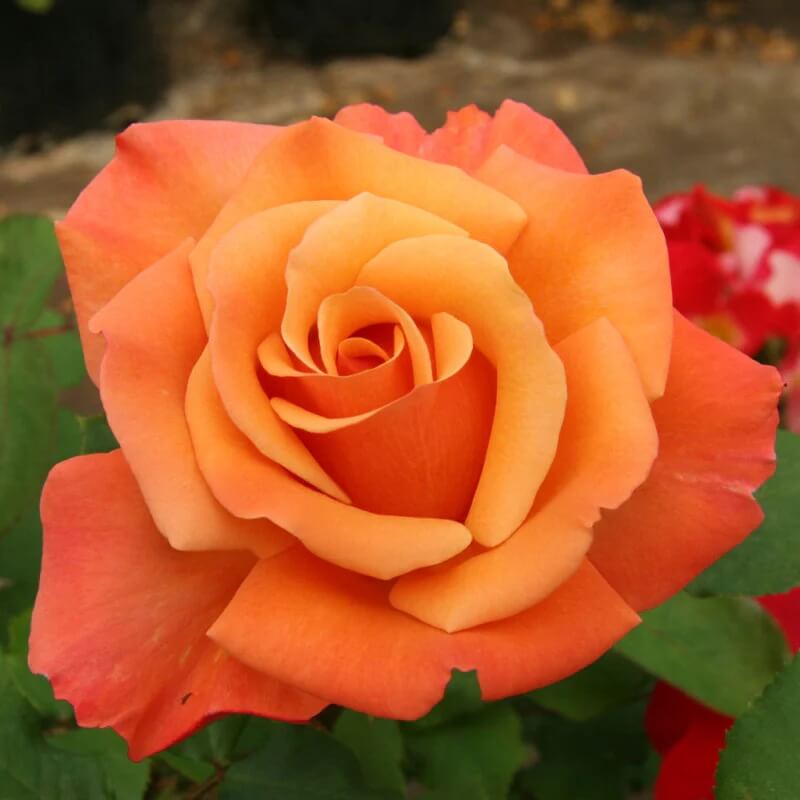 Rosa spp. Seeds – Dark Orange Osiria