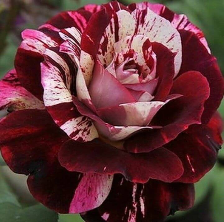 Rosa spp. Seeds – Dark Red & White