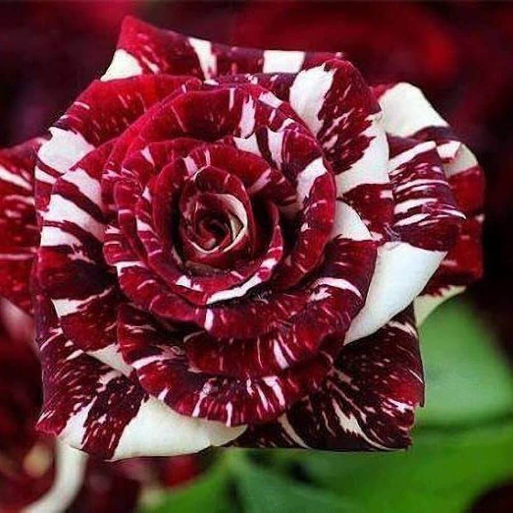 Rosa spp. Seeds – Dark Red & White