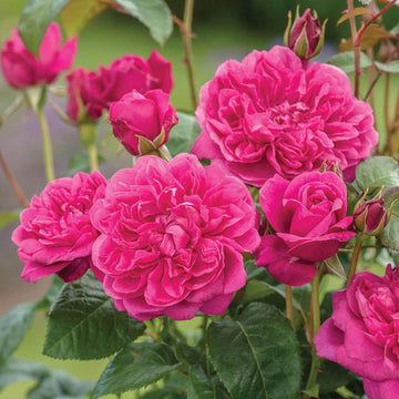 Rosa spp. Seeds – Deep Pink Climbing