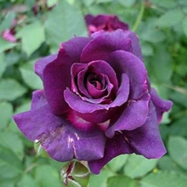 Rosa spp. Seeds – Deep Purple
