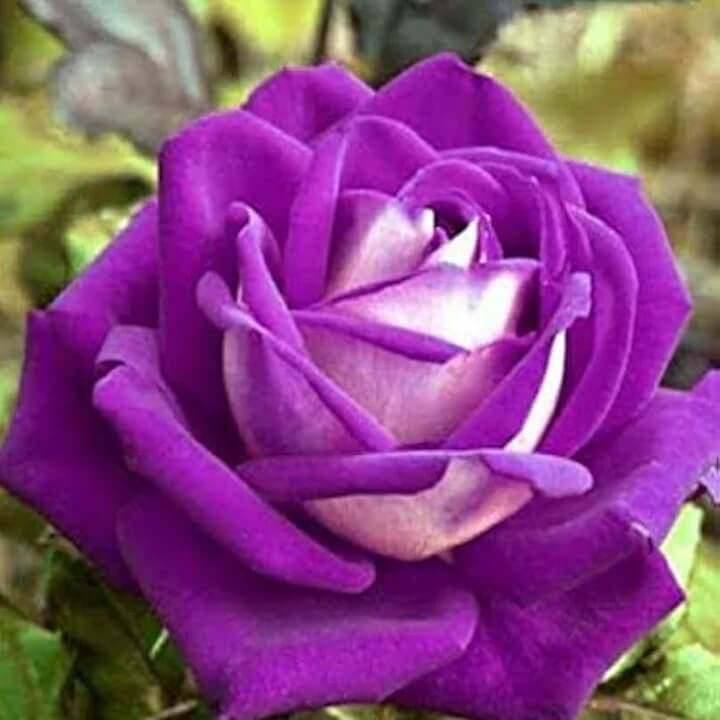 Rosa spp. Seeds – Fresh Ruby & Violet