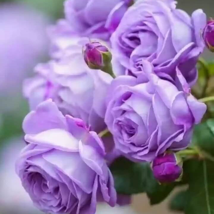 Rosa spp. Seeds – Fresh Violet