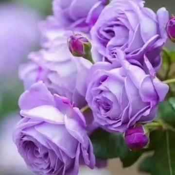 Rosa spp. Seeds – Fresh Violet