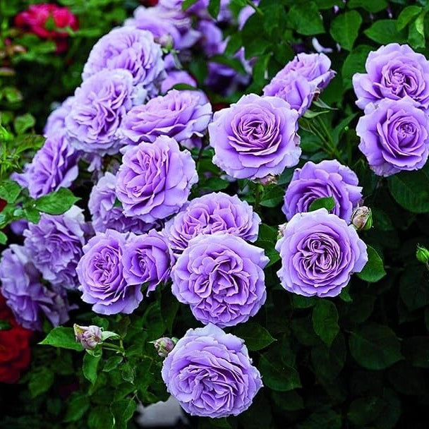 Rosa spp. Seeds – Fresh Violet