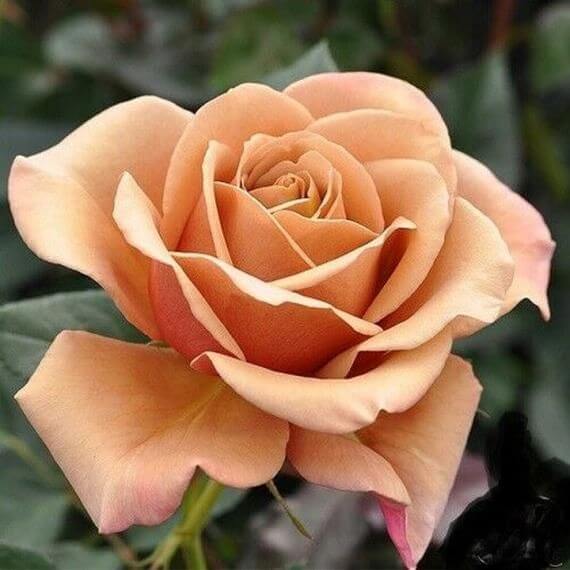 Rosa spp. Seeds – Gold Rose