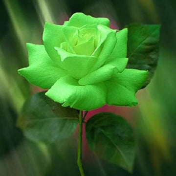 Rosa spp. Seeds – Green