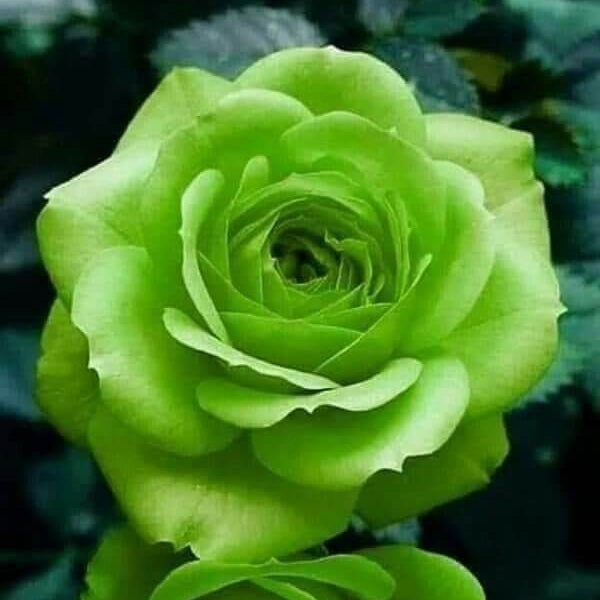 Rosa spp. Seeds – Green Mix