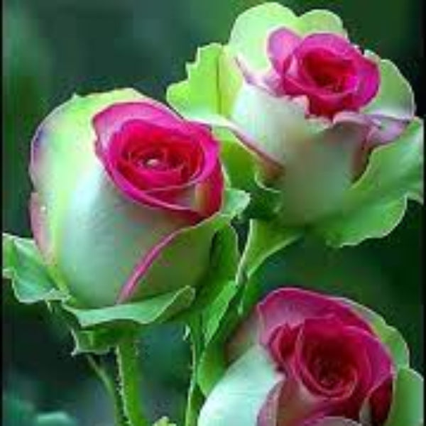 Rosa spp. Seeds – Green & Pink