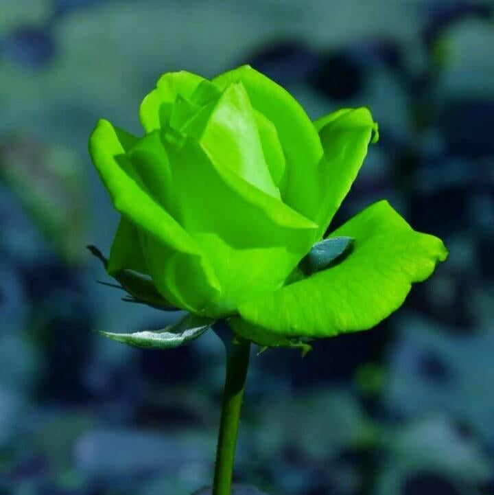 Rosa spp. Seeds – Green