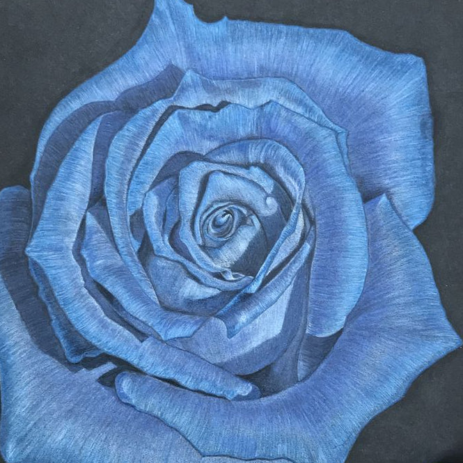 Rosa spp. Seeds – Light Blue Osiria