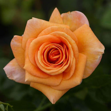 Rosa spp. Seeds – Light Orange Rose