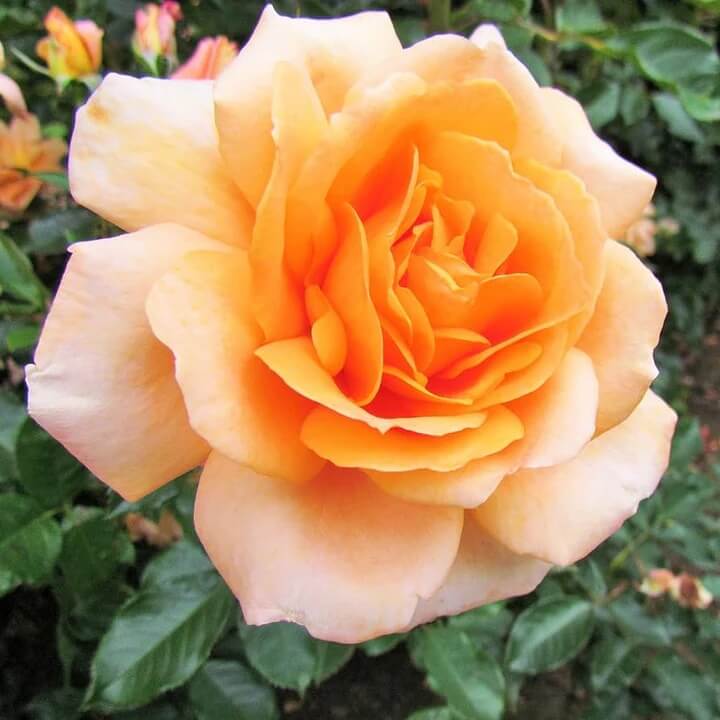 Rosa spp. Seeds – Light Orange Rose