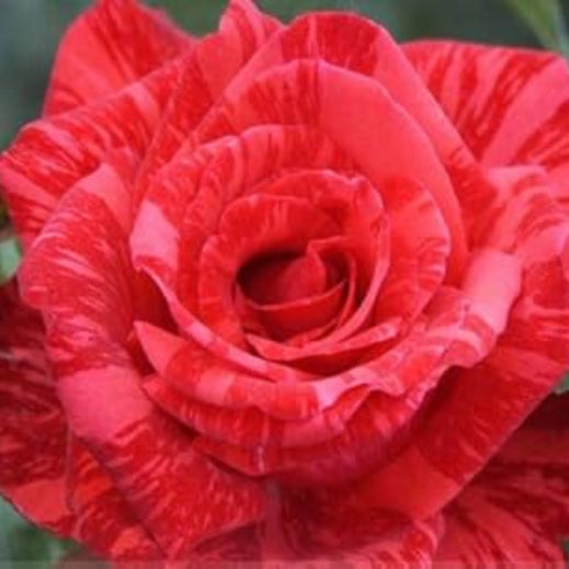 Rosa spp. Seeds – Light Red