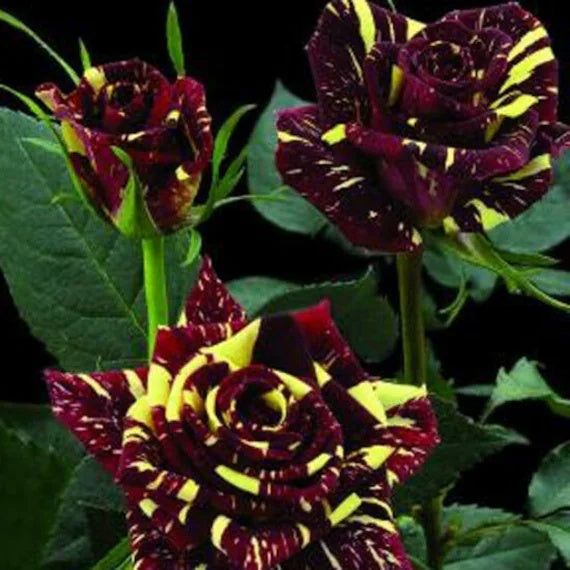 Rosa spp. Seeds – Marron Cream Rose