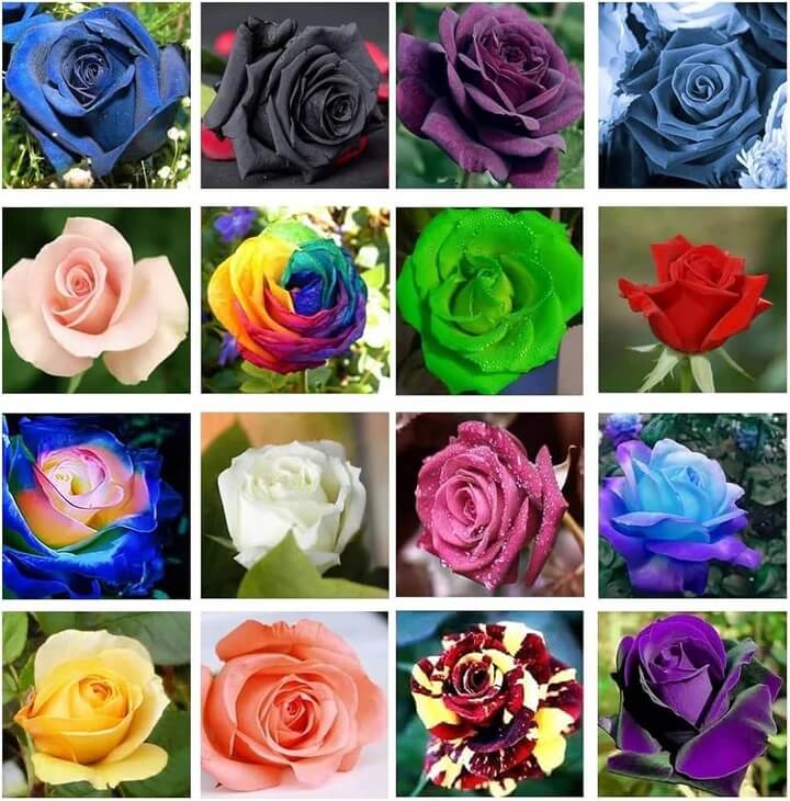 Pecubo Rosa Color Mixed Rose Colors Rosa spp. Seeds | Colorful Garden Roses