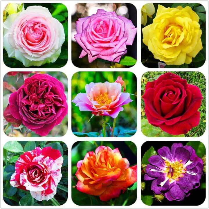Pecubo Rosa Color Mixed Rose Colors Rosa spp. Seeds | Colorful Garden Roses