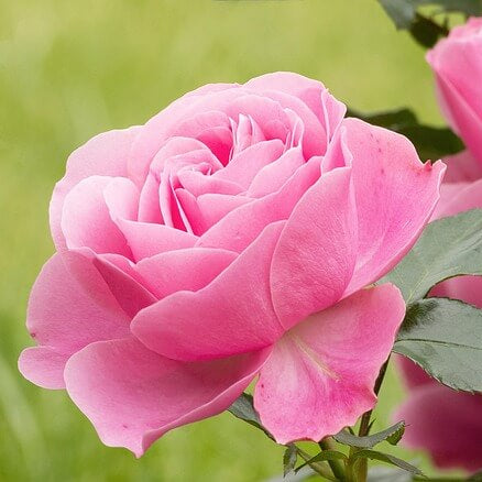 Rosa spp. Seeds – Multi-Color Rose Mix Light Pink