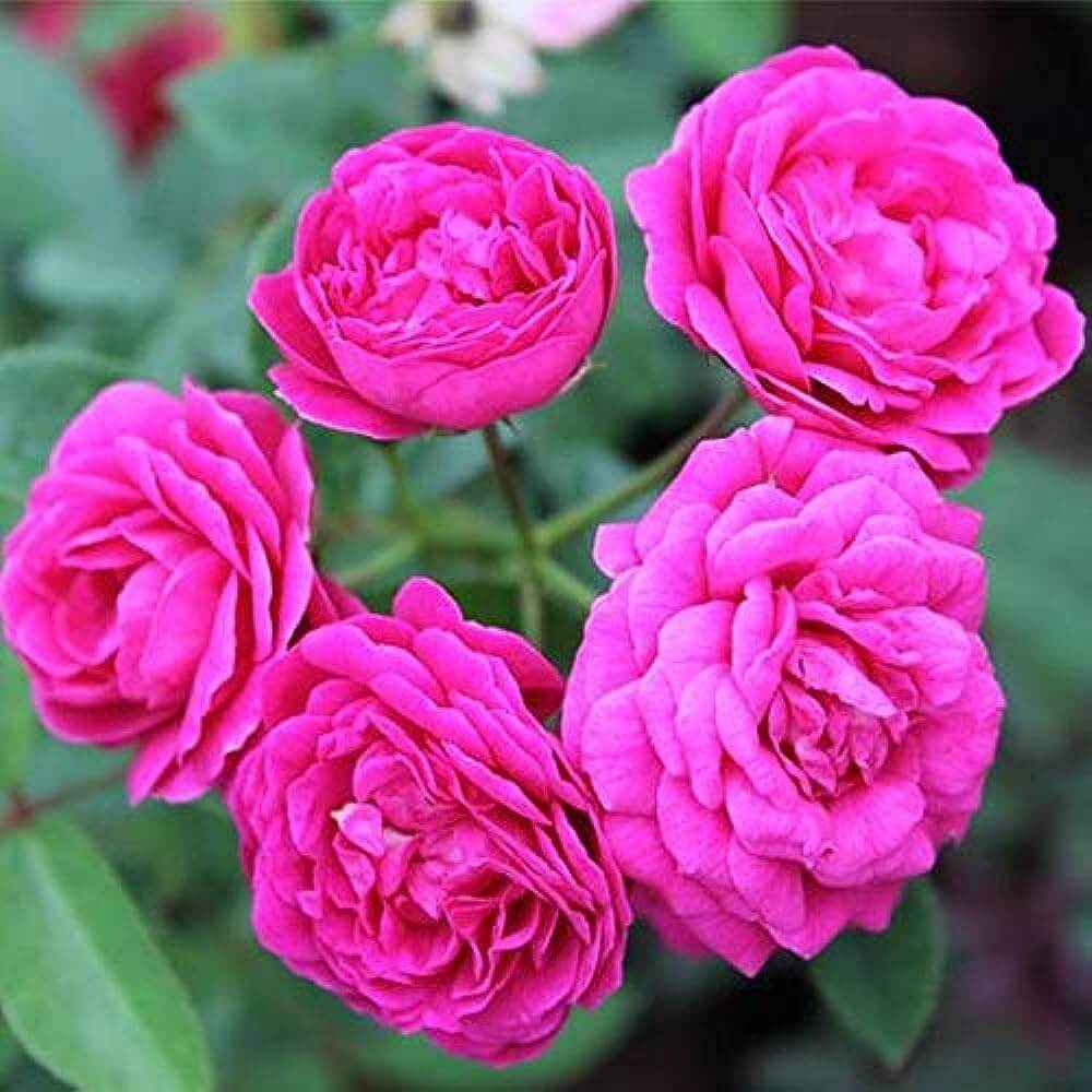 Rosa spp. Seeds – Multi-Color Rose Mix Light Pink