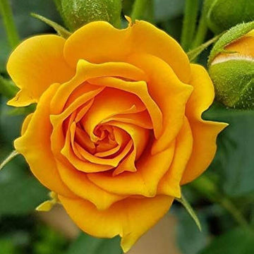 Rosa spp. Seeds – Mustard Yellow