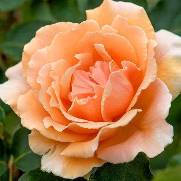 Rosa spp. Seeds – Orange Joey Hybrid Tea