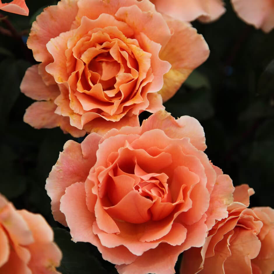 Rosa spp. Seeds – Orange Joey Hybrid Tea