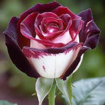 Rosa spp. Seeds – Osiria Ruby Deep Red & White