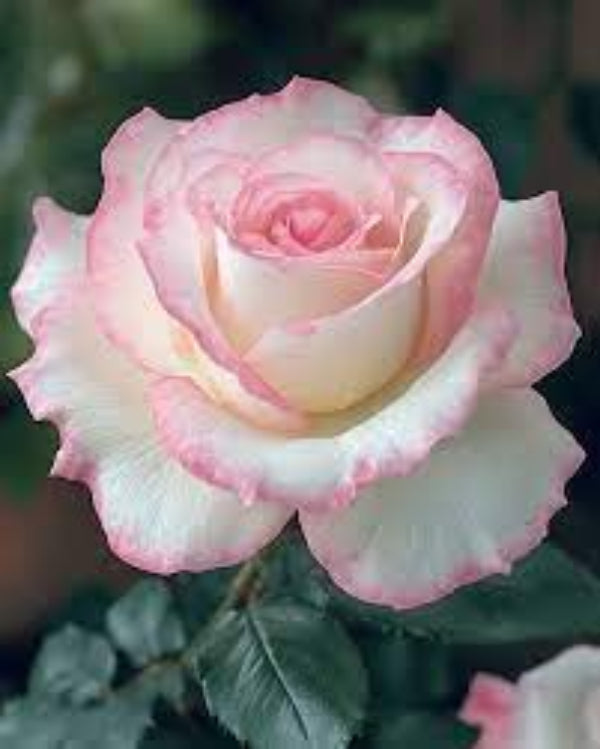 Rosa spp. Seeds – Pale Pink Osiria