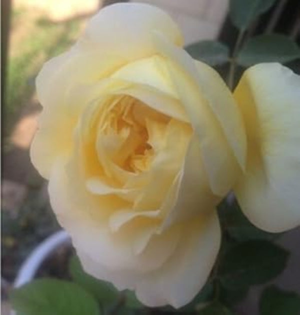 Rosa spp. Seeds – Pale Yellow