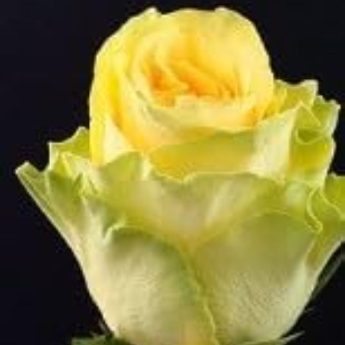 Rosa spp. Seeds – Pale Yellow