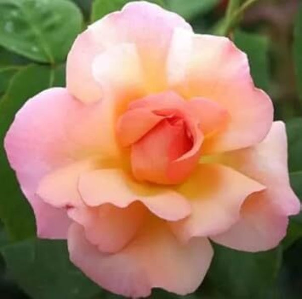 Rosa spp. Seeds – Peach