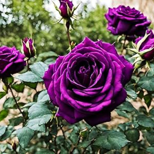 Rosa spp. Seeds – Pink Dark Violet Multi-Color