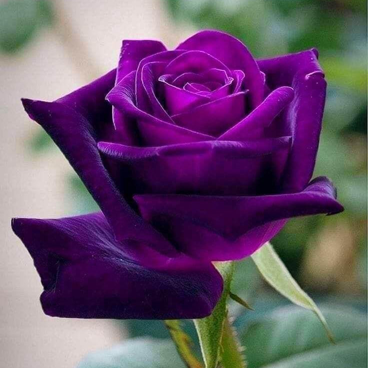 Rosa spp. Seeds – Pink Dark Violet Multi-Color