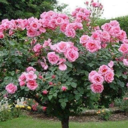 Rosa spp. Seeds – Pink Rose Tree