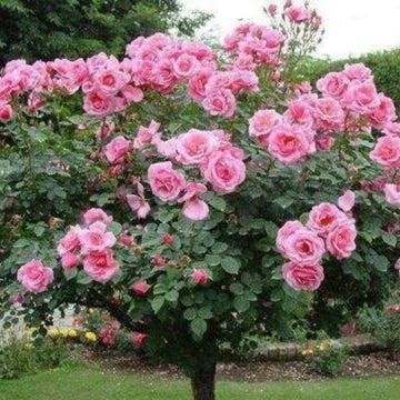 Rosa spp. Seeds – Pink Rose Tree