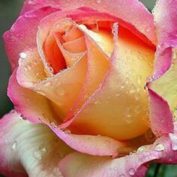 Rosa spp. Seeds – Pink & Yellow