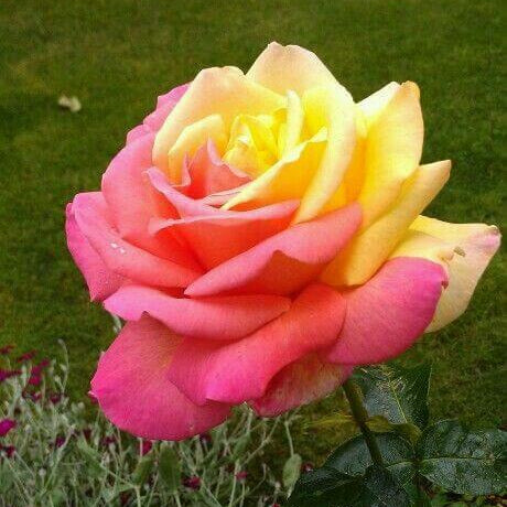 Rosa spp. Seeds – Pink & Yellow