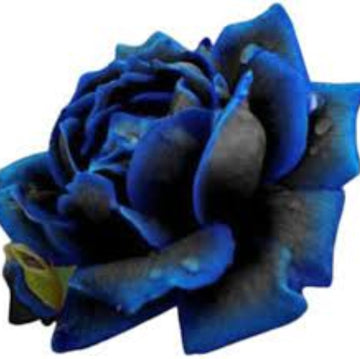 Rosa spp. Seeds – Purple Black Rose