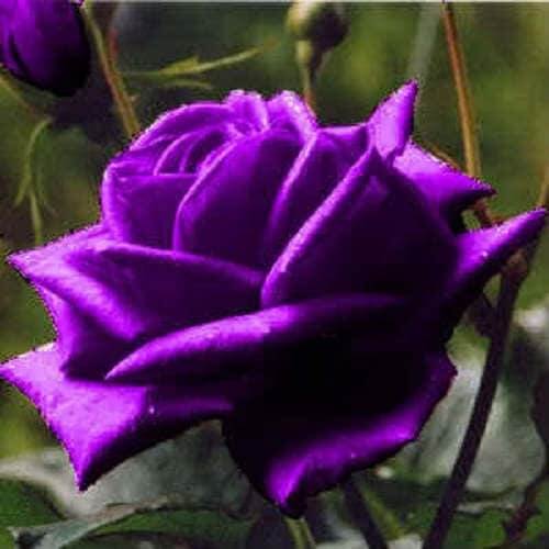 Rosa spp. Seeds – Purple Dragon