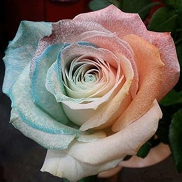 Rosa spp. Seeds – Purple & Pink