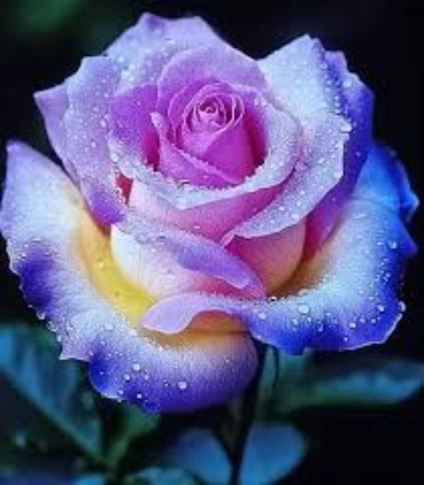 Rosa spp. Seeds – Purple & Pink