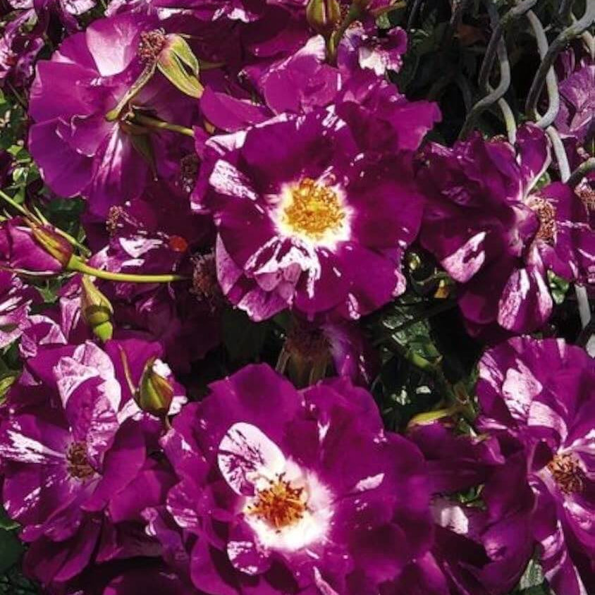 Rosa spp. Seeds – Purple & White Climbing
