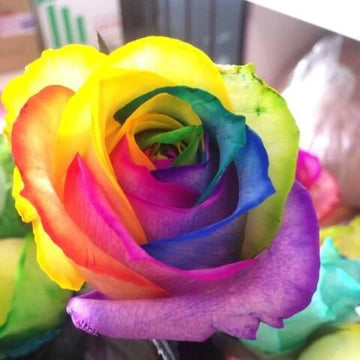 Rosa spp. Seeds – Rainbow Rose