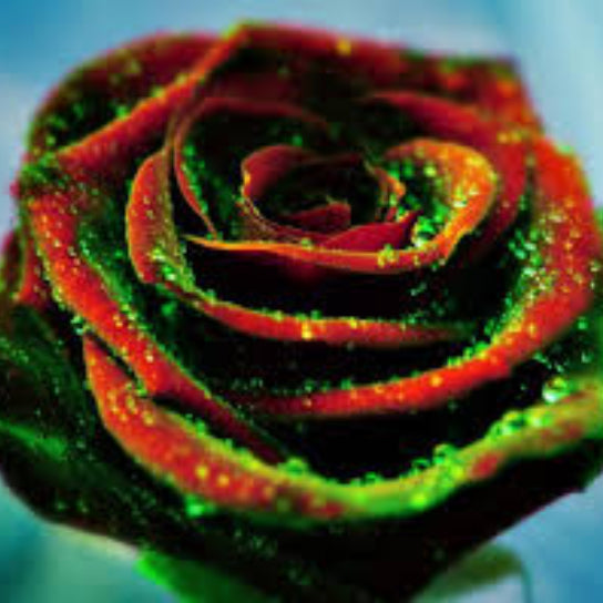 Rosa spp. Seeds – Red & Green