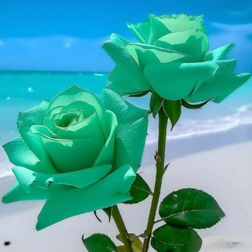 Rosa spp. Seeds – Sea Green