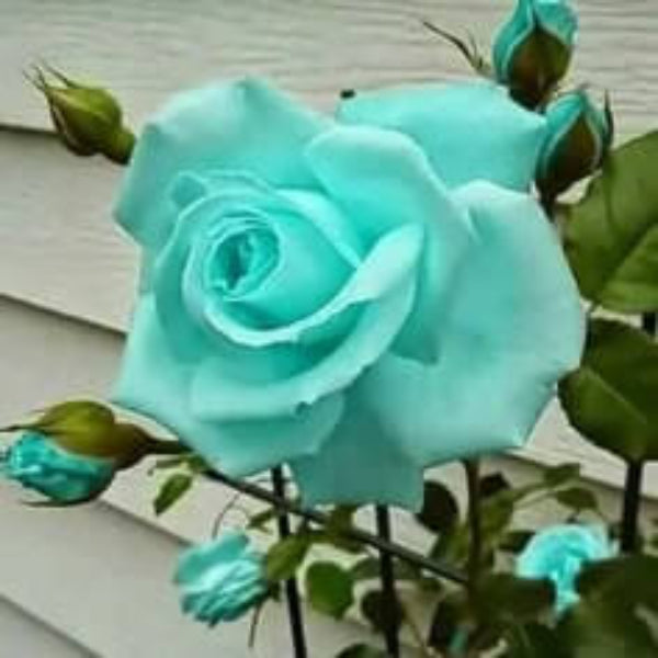 Rosa spp. Seeds – Sea Green